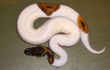 Female Pied Ball Python