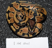 Male Het Ghost