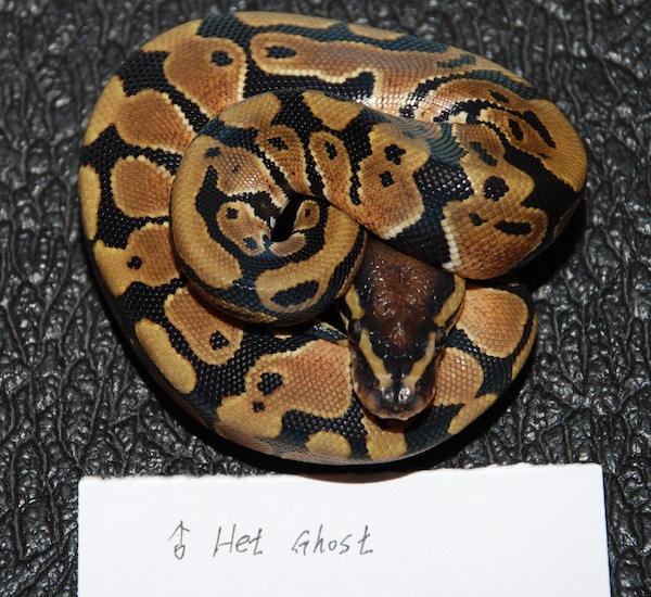 Male Het Ghost