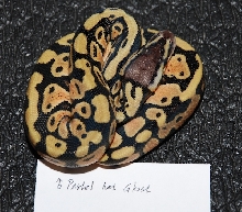 Male Pastel Het Ghost