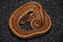 Male Pinstripe
