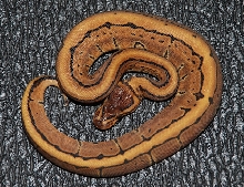 Male Pinstripe 2