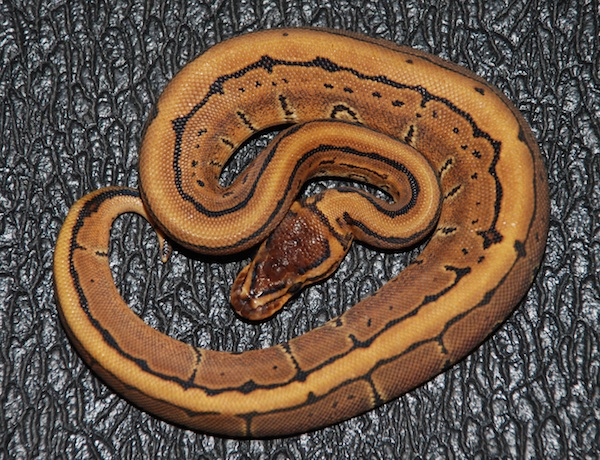 Male Pinstripe 2