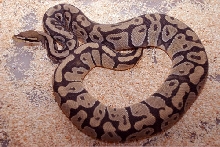 Male Orange Ghost