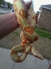 Father of Sunglow babies - not for sale