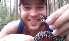 Pygmy