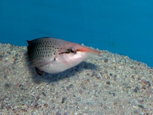 Saltwater - Austin Aquariums