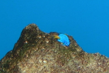 Saltwater Photos