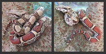 Jungle boa