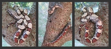 jungle boa