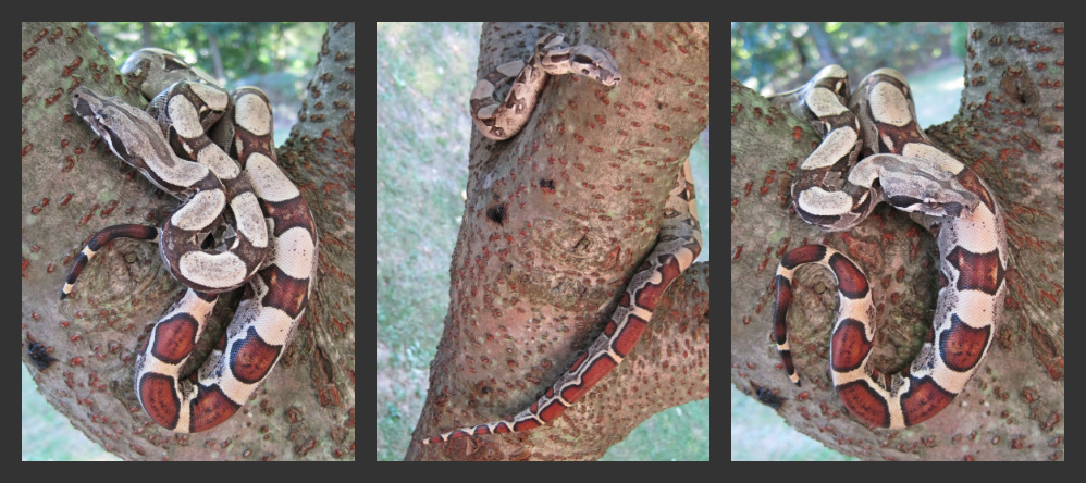 jungle boa