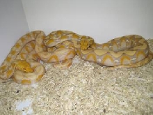 lavendar and purple retic pair