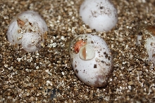 Albino Hognose