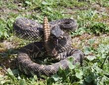 C. o. helleri