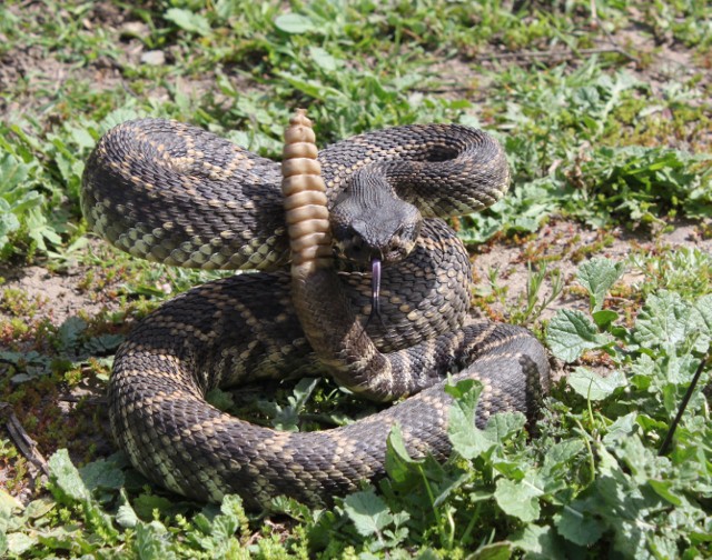C. o. helleri