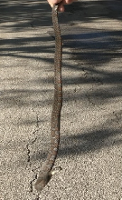 Water Snake Found North of KC Missouri