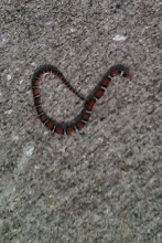 Scarlet Kingsnake