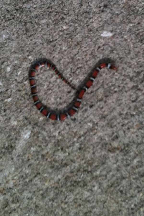 Scarlet Kingsnake