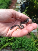 Baby Snake