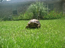 Backyard Sulcata