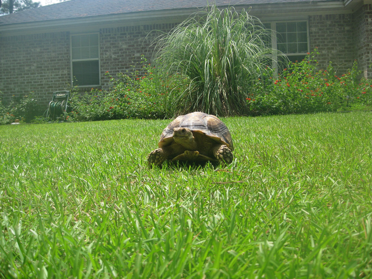 Backyard Sulcata