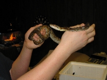 my first retic