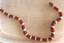 hypo red milksnake