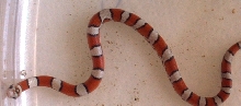 hypo red milksnake