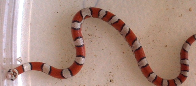 hypo red milksnake