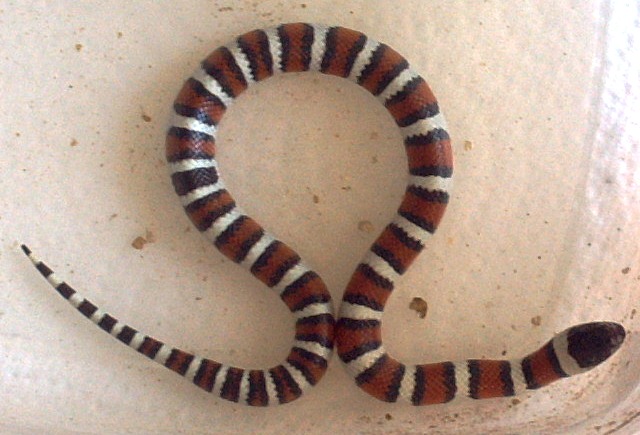 utah milksnake female