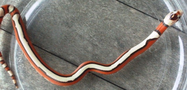 2006 "STRYPO" Red Milks