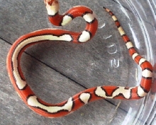 Strypo  red milk 2