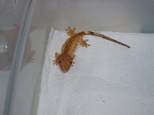 Crested1