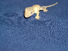Gollum