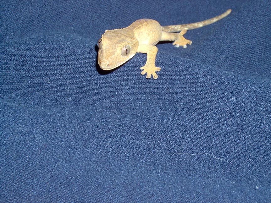 Gollum