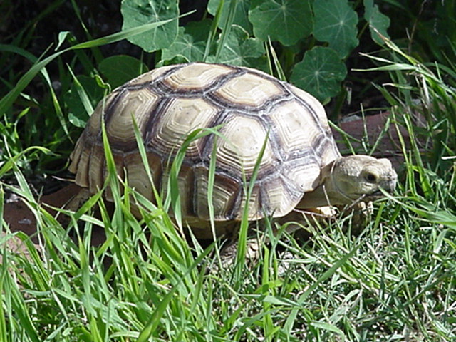 Cutting the Grass