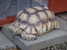 Another photo of Annie at 7yrs
