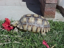 Annie-4/30/03