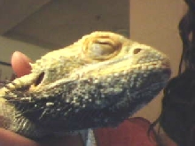 Right Eye