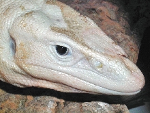 Solid White Nile Monitor.. "DeNile"