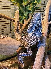 Frilled Dragon