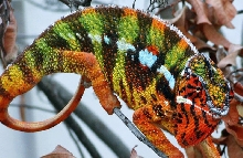 Panther
