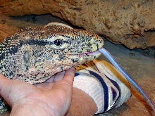 Salvator Water Monitor