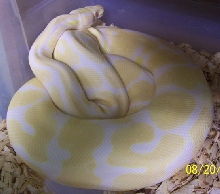 Albino female