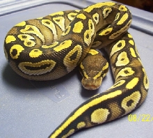 male mojave