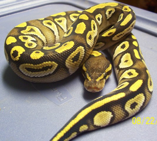 male mojave