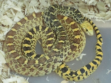 Hypo Stillwater