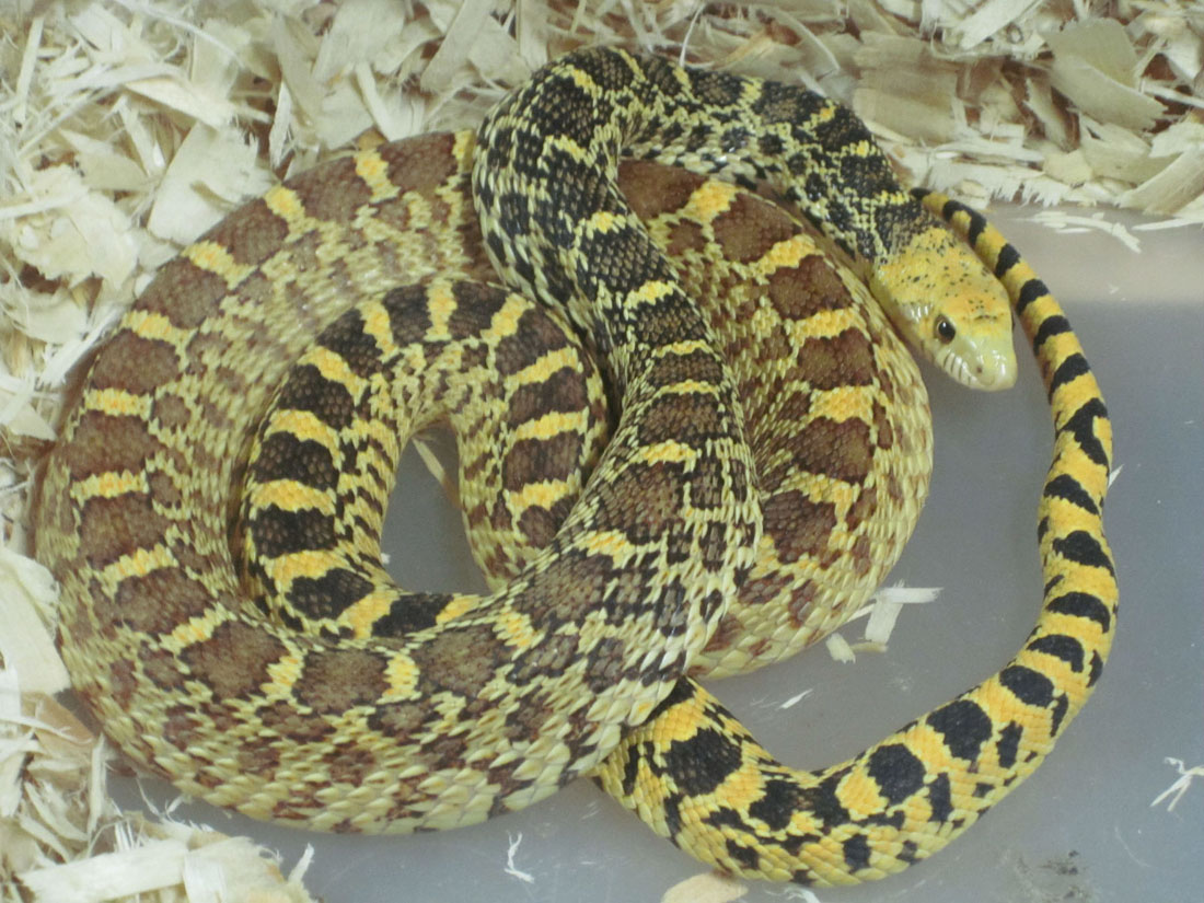 Hypo Stillwater