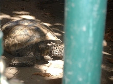 Species of Tortoise