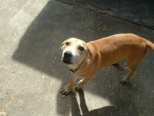 Lady The Lab?